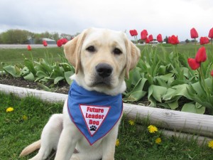 Figo Salon Leader Puppy in training